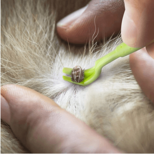 Tick Remover Hooks – linvshi shop